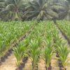 farmpays-Coconut-seedling