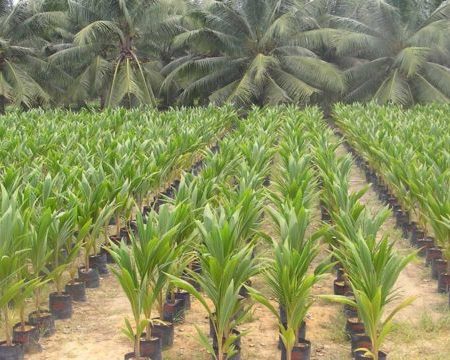 Dwarf and Hybrid Coconut Seedling