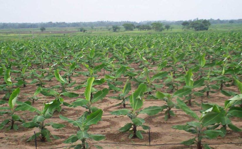 Hybrid Cameroonian Giant Plantain Suckers