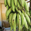 farmpays-Plantain-bananas-areas-food-source