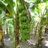 farmpays-Hybrid-banana-sucker