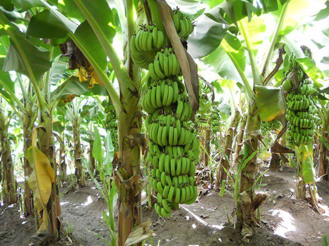 farmpays-Hybrid-banana-sucker
