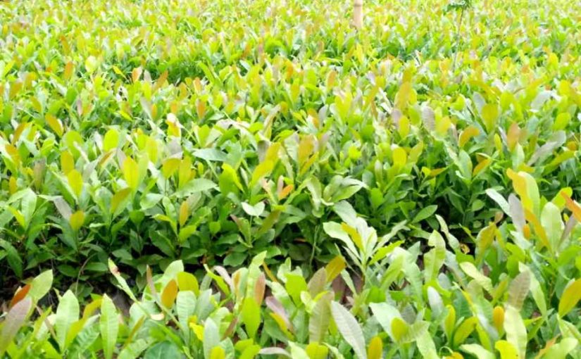 Hybrid Cashew Seedlings