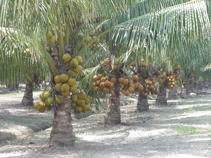 farmpays-coconut-seedling