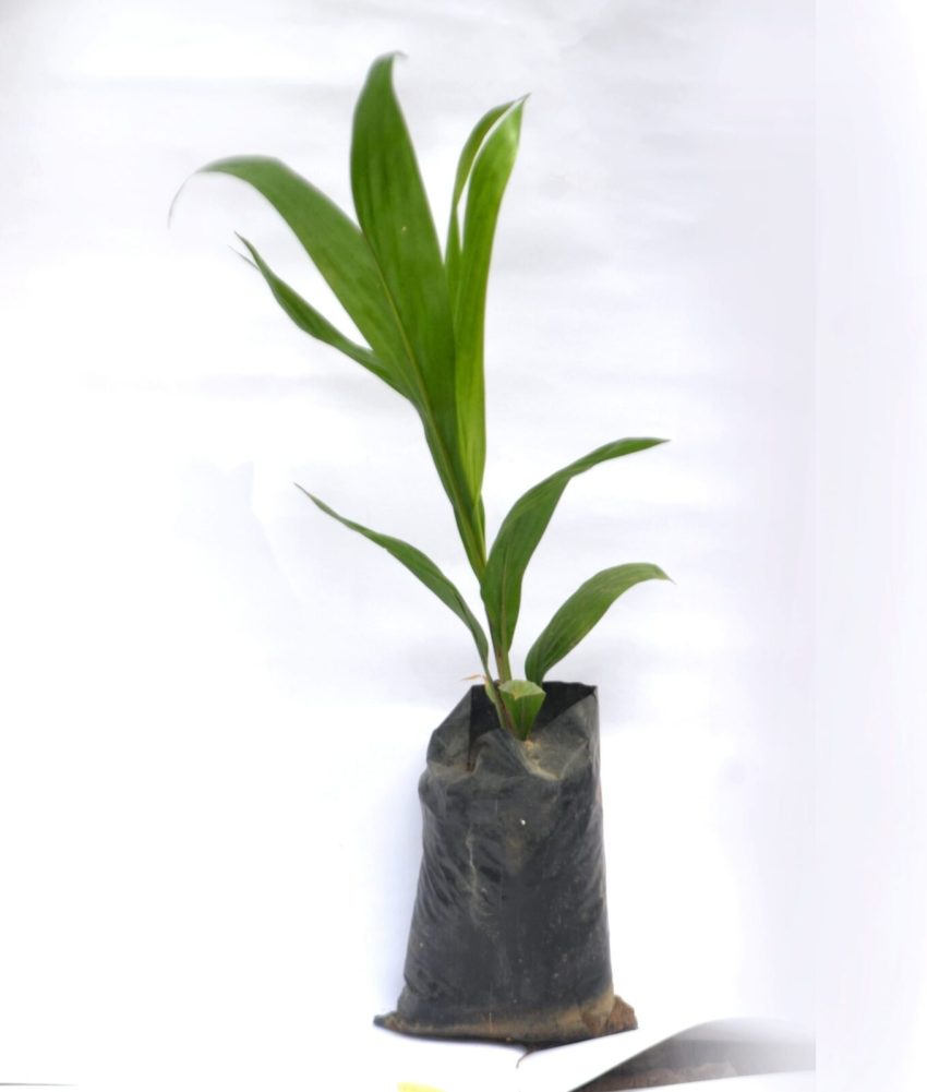 Hybrid Oil Palm Seedlings ( Tenera Varieties)