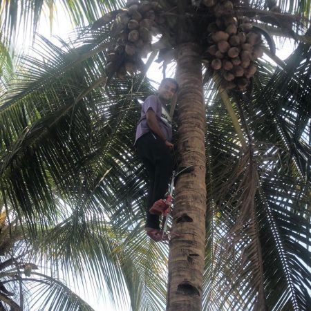 ind2 Horivacao Coconut tree climber machine ( Heavy duty) Horivacao Coconut tree climber machine ( Heavy duty)