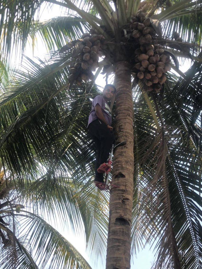 ind2 Horivacao Coconut tree climber machine ( Heavy duty) Horivacao Coconut tree climber machine ( Heavy duty)