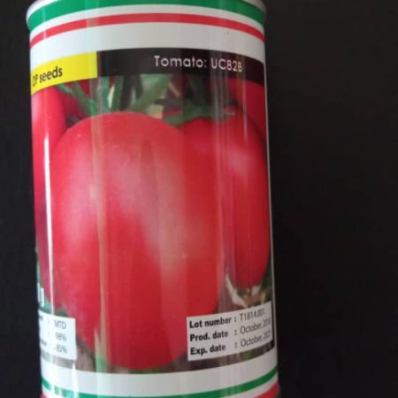 Tomato Seeds (UC82B | 100g)