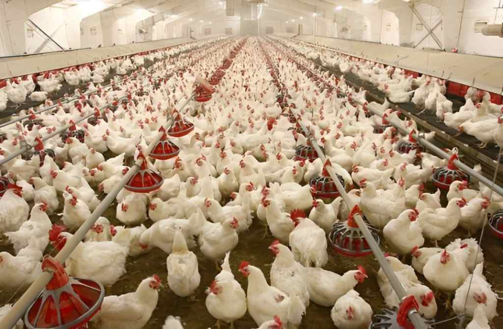 poultry farming