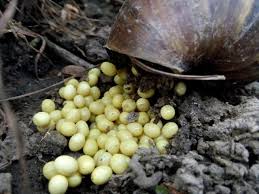 Image result for laying egg snail