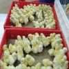 1056 Eggs Capacity Incubator