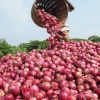 Onion Seeds -Red Creole