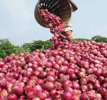 Onion Seeds -Red Creole