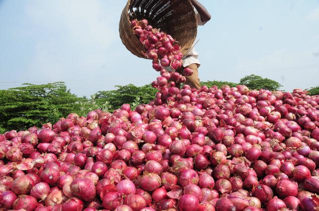 Onion Farming Onion Farming,Farming Business,Onion cultivating,onion nursery,Onion Farming Business In Nigeria.,PLANTING How to start Onion Farming Business In Nigeria.