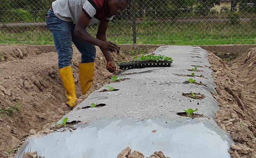 Agricultural Plastic Mulch Film