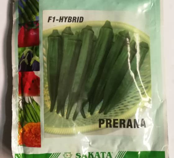 Okra Hybrid Prerana F1 seeds