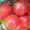 Tomato Hybrid Emerald F1 Seeds