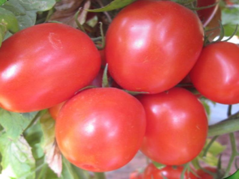 Tomato Hybrid Emerald F1 Seeds