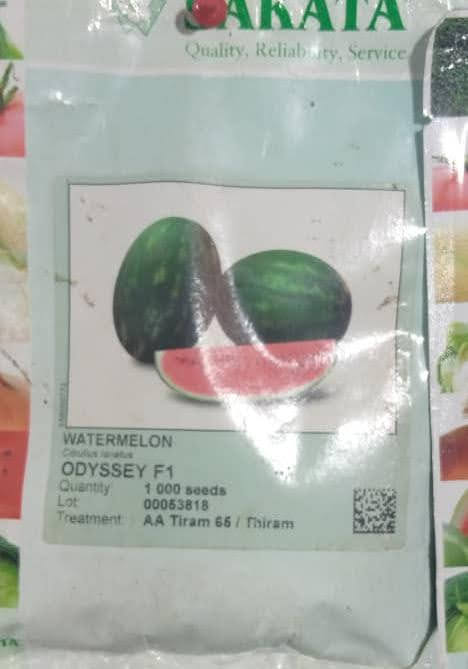 Odyssey F1 Hybrid Watermelon Seeds
