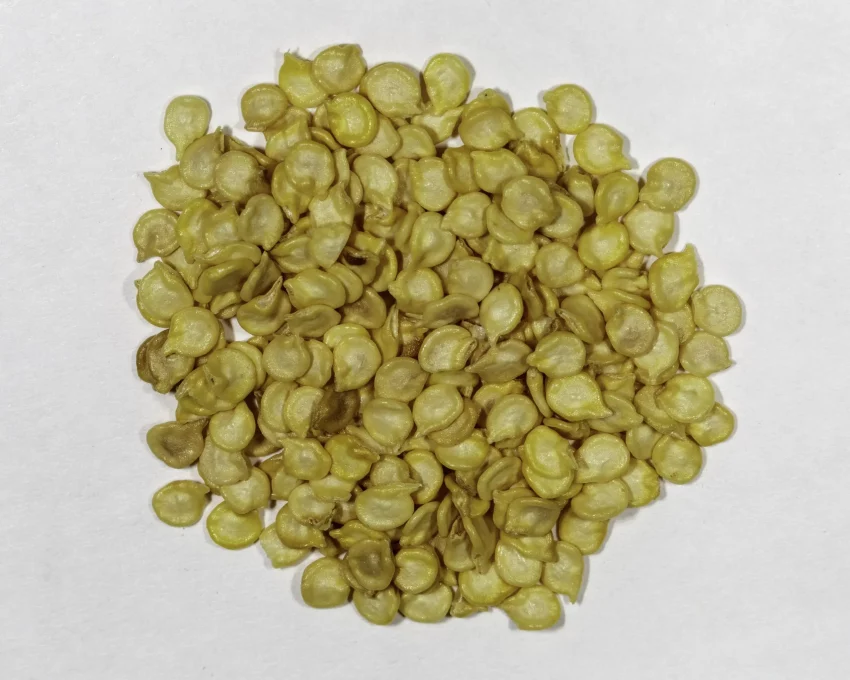 Habanero Seeds