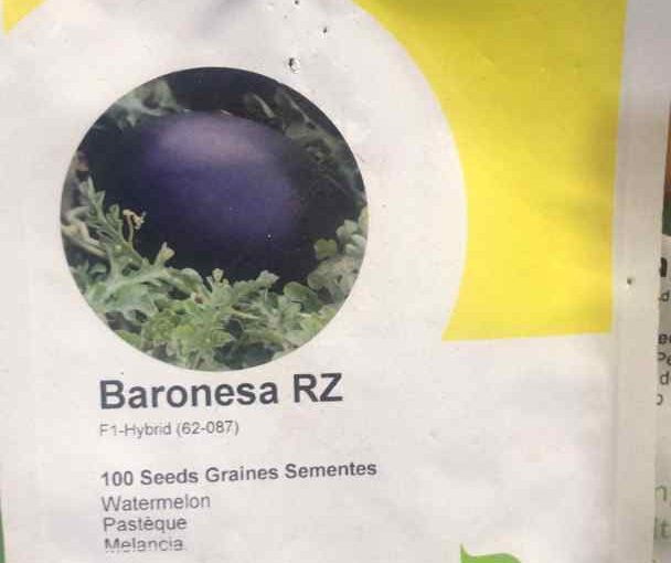 Baronesa RZ F1 Watermelon Hybrid Seeds