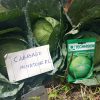 Minotaur F1 Cabbage Seeds