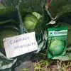 Minotaur F1 Cabbage Seeds