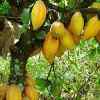 Giant Hybrid Cocoa Seedlings