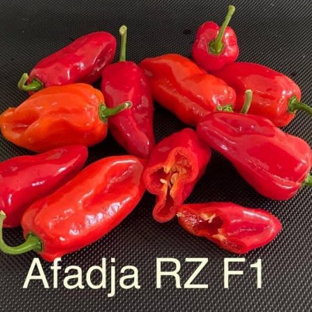 Afadja RZ F1 Hybrid Habanero Pepper Seeds
