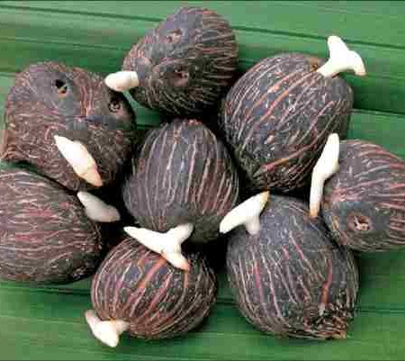 Dwarf Tenera Oil Palm Sprouted Seeds (Pack of 1000)