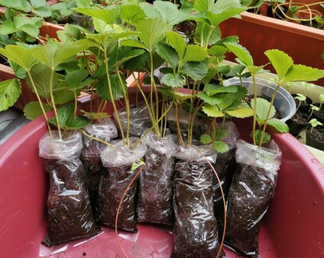 HYBRID STRAWBERRY SEEDLING