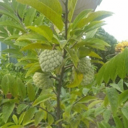 Continental Custard Apple Seedlings