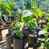 Custard Apple Seedling farmpays