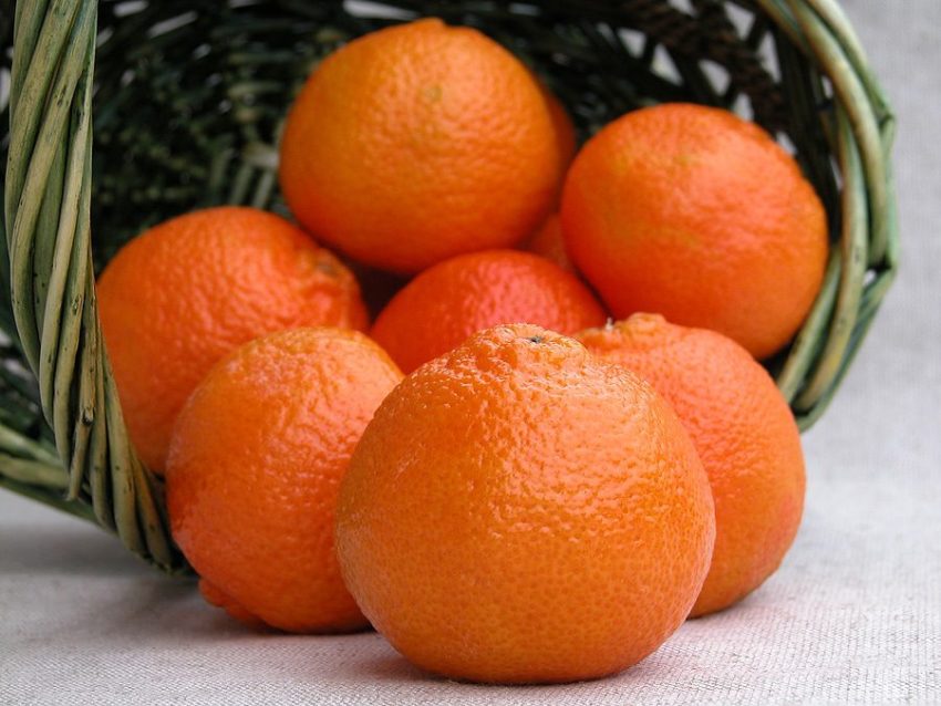 Tangerines in basket1 Tangelo Orange Seedlings Tangelo Orange Seedlings