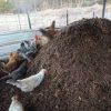Prospects and Potential Poultry Manure