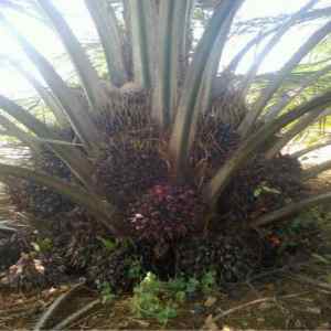 tinywow WhatsApp Image 2020 04 01 at 13.25.47 55492087 Supergene seedling,Supergene seedling Malaysian Dwarf Oilpalm,buy oil palm seedlings nigeria,supergene dwarf oil palm nigeria,where to buy supergene oil palm seedlings in nigeria,price of dwarf oil palm seedlings nigeria,oil palm trees with high oil quality nigeria,supergene malaysian dwarf oil palm for sale nigeria Supergene seedling Malaysian Dwarf Oilpalm