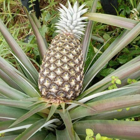 Smooth Cayenne Pineapple Sucker