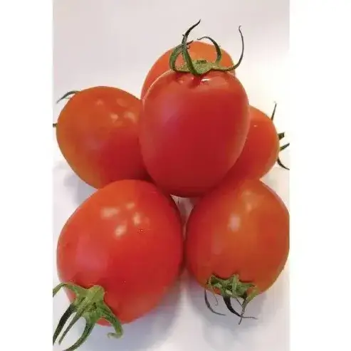 198012 1643548770 Sinag Tala F1 Hybrid Tomato Seeds,high yield,disease resistant,flavorful tomatoes,easy to grow Sinag Tala F1 Hybrid Tomato Seeds - 1500 Seeds