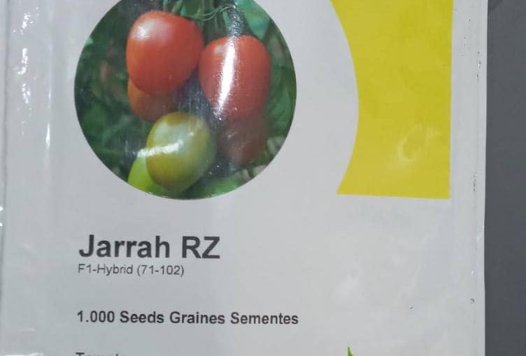 Jarrah RZ F1 Hybrid Tomato Seeds