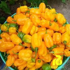 download 56 Yellow Hot Pepper-Loleza RZ F1,yellow habanero,hot pepper seeds,high yield,fiery flavor Yellow Hot Pepper-Loleza RZ F1 (500-1000 Seeds)