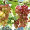 Foreign grape