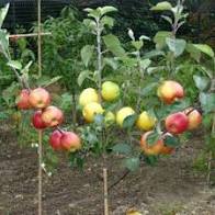 Apple Seedlings