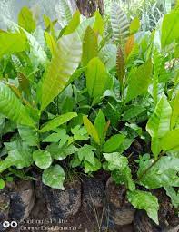images 41 Hybrid Cashew Seedlings,high yield,disease resistance,early maturity Hybrid Cashew Seedlings (Jumbo Varieties)