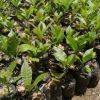 Hybrid Cashew Seedlings