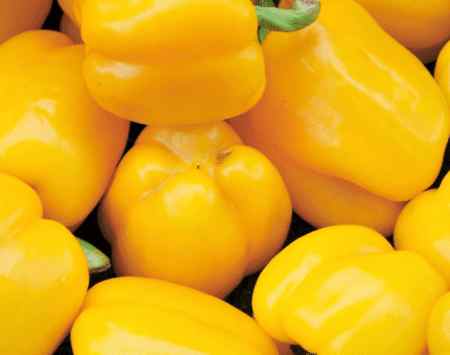 mildred 570x355 1 Mildred Bell Pepper, Yellow bell pepper seeds, Mildred Bell Pepper seeds, Buy Mildred Bell Pepper seeds, Tropical greenhouse bell peppers, Where to buy Mildred Bell Pepper seeds near me, Best bell peppers for hot climates, Disease resistant bell pepper Mildred Bell Pepper | 1000 Seeds