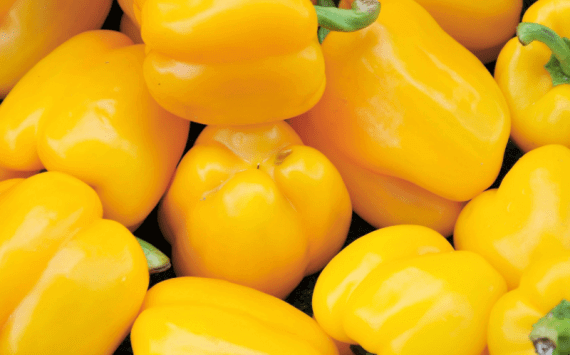 mildred 570x355 1 Mildred Bell Pepper,yellow bell pepper,sweet pepper,high yield,disease resistant Mildred Bell Pepper | 1000 Seeds