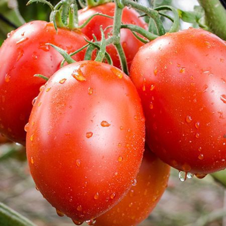 paipai 1 Tomato seeds,buy tomato seeds,tomato plant seeds near me,heirloom tomato seeds,where to buy plum tomato seeds,best tomato seeds,fresh and delicious tomatoes Tomato seeds (Plum tomato)