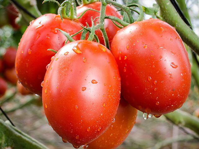 paipai 1 Tomato seeds,gardening,vegetables,healthy,delicious Tomato seeds (Plum tomato)