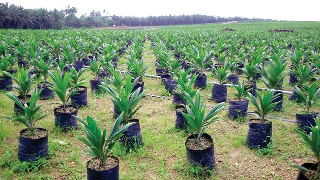 Unlocking the Secrets of Successful Palm Oil Seedling Cultivation
