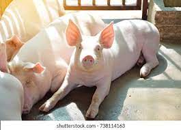 download 2023 05 05T182414.862 Large-White Pigs,Yorkshire pigs,pig breeds,pork production,sustainable farming Large-White Pigs (Weaners | Postweaners)